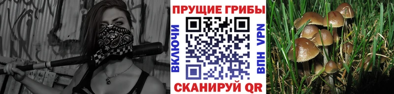Псилоцибиновые грибы Psilocybe  Купить закладки  Инза 